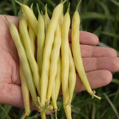 Gold Rush Yellow Bean Phaseolus Vulgaris Vegetable Seeds Stringless Tender Easy to Grow