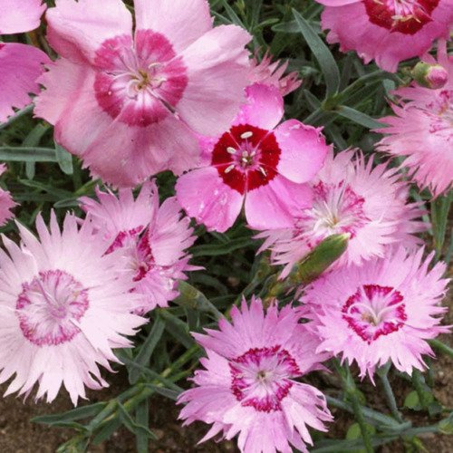Dianthus Plumarius Cottage Pinks Flower Seeds Sweetly Fragrant Blooms Easy to Grow