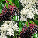 Sambucus Nigra European Black Elderberry Frutis Seeds Fragrant Flowers Easy to Grow