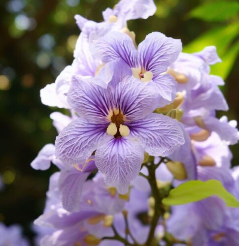 Paulownia Fortunei Dragon Tree Tree Seeds Showy Flowers Easy to Grow