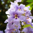 Paulownia Fortunei Dragon Tree Tree Seeds Showy Flowers Easy to Grow Paulownia Fortunei Dragon Tree Tree Seeds Showy Flowers Easy to Grow