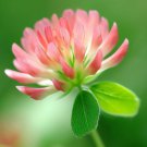 Trifolium Fragiferum Strawberry Clover Flower Seeds Strawberry Like Blooms Easy to Grow