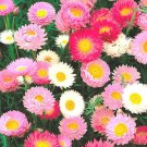 Helipterum Roseum Paper Daisy Flower Seeds Delicate Unique Blooms Easy to Grow
