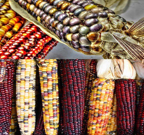 Indian Corn Zea Mays Corn Seeds Oldest Varieties Of Heirloom Corns Easy to Grow