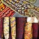Indian Corn Zea Mays Corn Seeds Oldest Varieties Of Heirloom Corns Easy to Grow Indian Corn Zea Mays Corn Seeds Oldest Varieties Of Heirloom Corns Easy to Grow