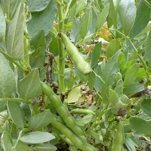 Broad Windsor Fava Bean Vicia Faba Vegetable Seeds High In Protein Easy to Grow