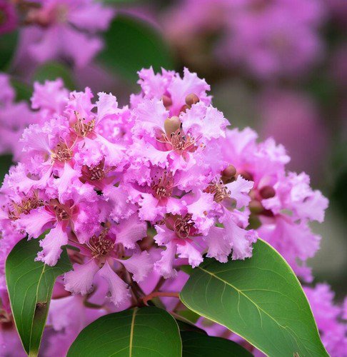 Lagerstroemia Indica Mixed Crape Myrtle Tree Seeds Showy Flowers Easy to Grow