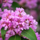 Lagerstroemia Indica Mixed Crape Myrtle Tree Seeds Showy Flowers Easy to Grow