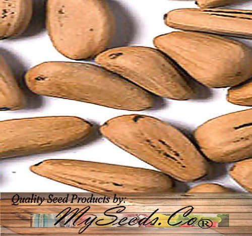 Pinus Pinea Italian Stone Pine Tree Seeds Edible Pine Nuts Dense Foliage Easy to Grow