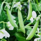 Sugar Ann Pea Edible Pod Snap Pea Pisum Sativum Vegetable Seeds Cold Hardy Easy to Grow Sugar Ann Pea Edible Pod Snap Pea Pisum Sativum Vegetable Seeds Cold Hardy Easy to Grow