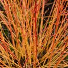 Cornus Sanguinea Bloodtwig Dogwood Shrub Seeds Vibrant Red Stems Easy to Grow