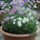 Dianthus Hybridus Dianthus Rainbow Loveliness Flower Seeds Fragrant Blooms Easy to Grow