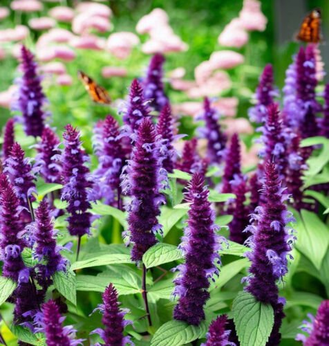 Agastache Rugosa Korean Mint Flower Seeds Purple To Lavender Blue Flowers Easy to Grow