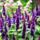 Agastache Rugosa Korean Mint Flower Seeds Purple To Lavender Blue Flowers Easy to Grow