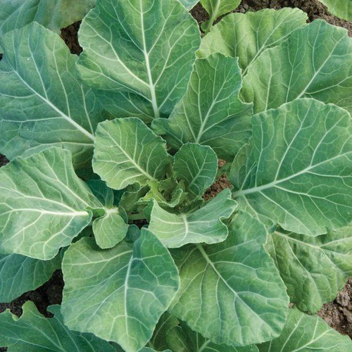 Champion Collard Brassica Oleracea Vegetable Seeds Highly Nutritious Easy to Grow