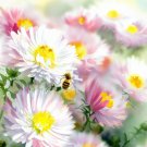 Aster Pilosus Frost Aster Flower Seeds Dense Clusters Of Flowers Easy to Grow