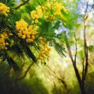 Acacia Decurrens Mollis Black Wattle Tree Seeds Globular Yellow Flowers Easy to Grow