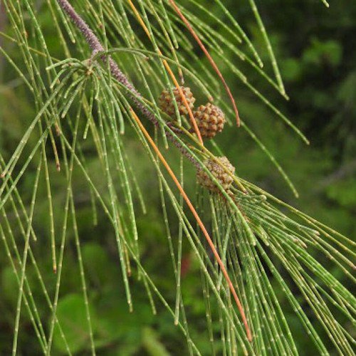 Casuarina Equisetifolia Australian Pine Tree Seeds Valuable Timber Easy to Grow