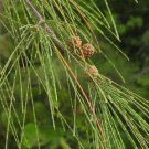 Casuarina Equisetifolia Australian Pine Tree Seeds Valuable Timber Easy to Grow