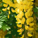 Laburnum Anagyroides Vulgare Golden Chain Tree Tree Seeds Fragrant Blooms Easy to Grow