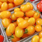 Amarillo F1 Hybrid Tomato Cherry Tomato Lycopersicon Esculentum Tomato Seeds Easy to Grow