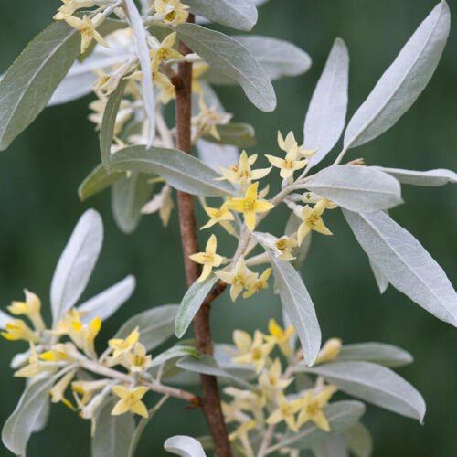 Elaeagnus Commutata American Silverberry Shrub Seeds Silver Lined Beauty Easy to Grow