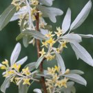 Elaeagnus Commutata American Silverberry Shrub Seeds Silver Lined Beauty Easy to Grow