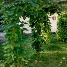 King Of The Garden Lima Pole Bean Phaseolus Lunatus Vegeatable Seeds Easy to Grow