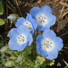 Nemophila Menziesii Baby Blue Eyes Flower Seeds Eye Catching Appearance Easy to Grow