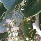 Tilia Amurensis Amur Linden Tree Seeds Elegant Form Fragrant Flowers Easy to Grow