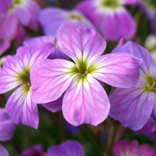 Malcolmia Maritima Virginia Stock Flower Seeds Fragrant Delicate Flowers Easy to Grow