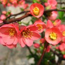 Chaenomeles Lagenaria Common Quince Fruit Seeds Beautiful Showy Flowers Easy to Grow