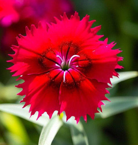 Dianthus Deltoides 'Brilliant' Maiden Pinks Bright Rose Flower Seeds Elegant Easy to Grow