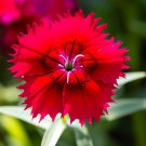 Dianthus Deltoides 'Brilliant' Maiden Pinks Bright Rose Flower Seeds Elegant Easy to Grow