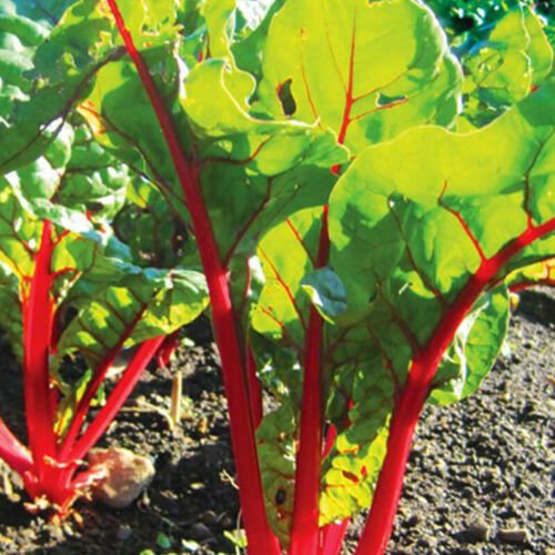 Ruby Red Swiss Chard Beta Vulgaris Cicla Vegetable Seeds Quick Maturity Easy to Grow