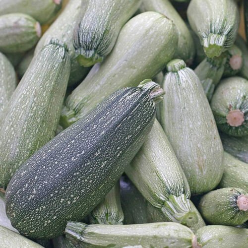Grey Zucchini Squash Summer Cucurbita Pepo Vegetable Seeds  Easy to Grow