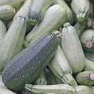 Grey Zucchini Squash Summer Cucurbita Pepo Vegetable Seeds  Easy to Grow