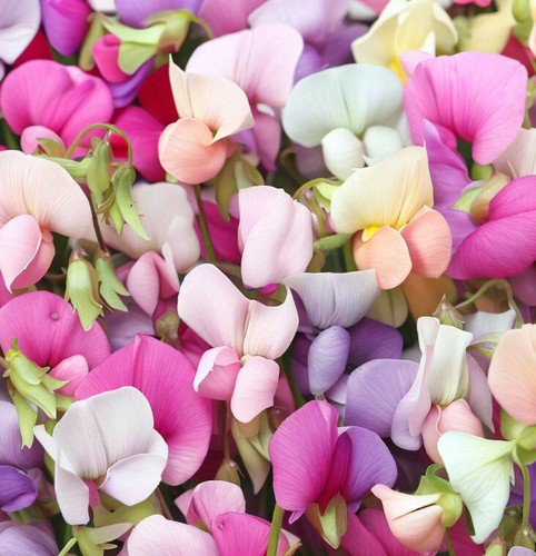 Lathyrus Odoratus Sweet Pea Early Multiflora Mix Flower Seeds Fragrant Easy to Grow