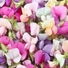 Lathyrus Odoratus Sweet Pea Early Multiflora Mix Flower Seeds Fragrant Easy to Grow