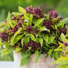Basil Siam Queen Ocimum Basilicum Herb Seeds Easy to Grow Basil Siam Queen Ocimum Basilicum Herb Seeds Easy to Grow