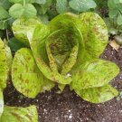Freckles Romaine Lettuce Lactuca Sativa Vegetable Seeds Speckled Leaves Easy to Grow