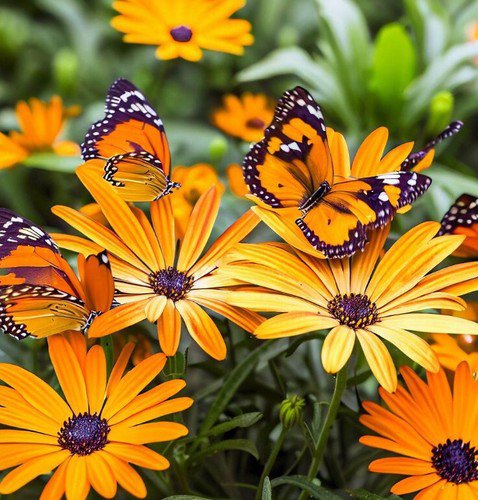 Dimorphotheca Sinuata African Daisy Flake Flower Seeds Delicate Flowers Easy to Grow