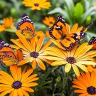 Dimorphotheca Sinuata African Daisy Flake Flower Seeds Delicate Flowers Easy to Grow