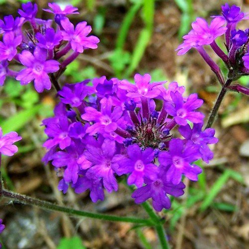 Verbena Tenuisecta Moss Verbena Purple Flower Seeds Nectar Rich Blooms Easy to Grow