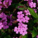 Saponaria Ocymoides Soapwort Flower Seeds Fragrant Attractive Flowers Easy to Grow