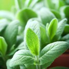 Sage Broadleaf Salvia Officinalis Herb Seeds  Easy to Grow
