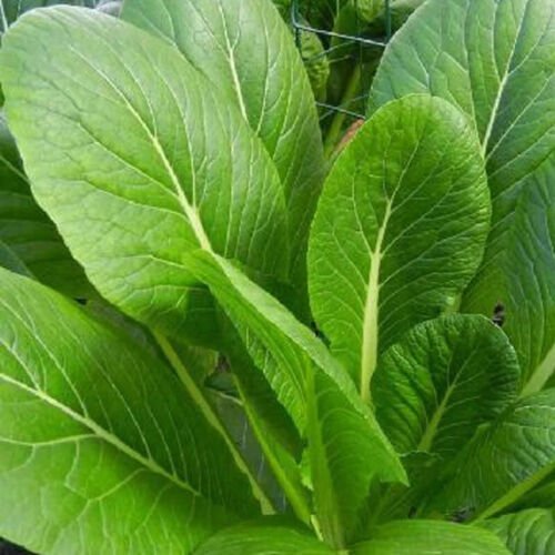 Tendergreen Mustard Brassica Juncea Vegetable Seeds Tender Leaves Easy to Grow