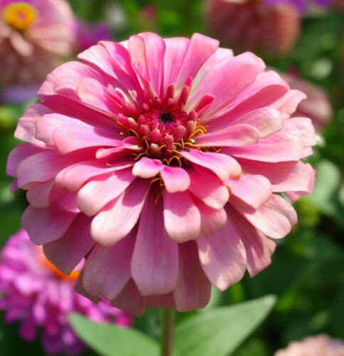 Zinnia Elegans Zinnia Mixed California Giants Mix Flower Seeds Easy to Grow