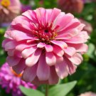 Zinnia Elegans Zinnia Mixed California Giants Mix Flower Seeds Easy to Grow