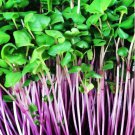 Hong Vit Radish Sprouting Raphanus Sativus Vegetable Seeds Quick Growing Easy to Grow